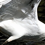 Aigrette garzette et son reflet